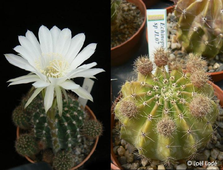 Echinopsis sp JL07-867